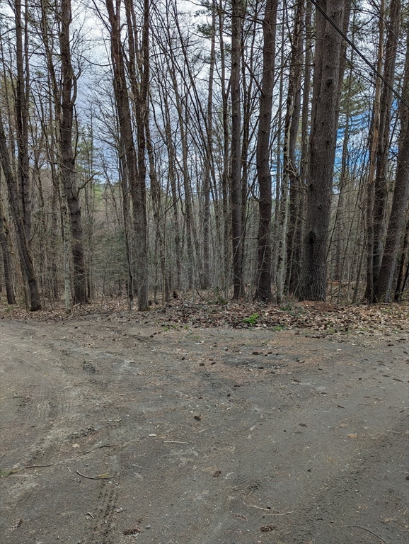 a view of large yard with trees