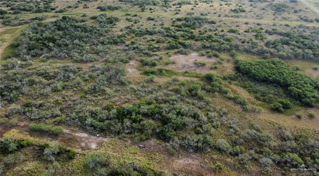 a view of a forest with lots of trees