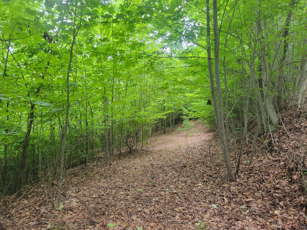 a view of a yard with lots of trees