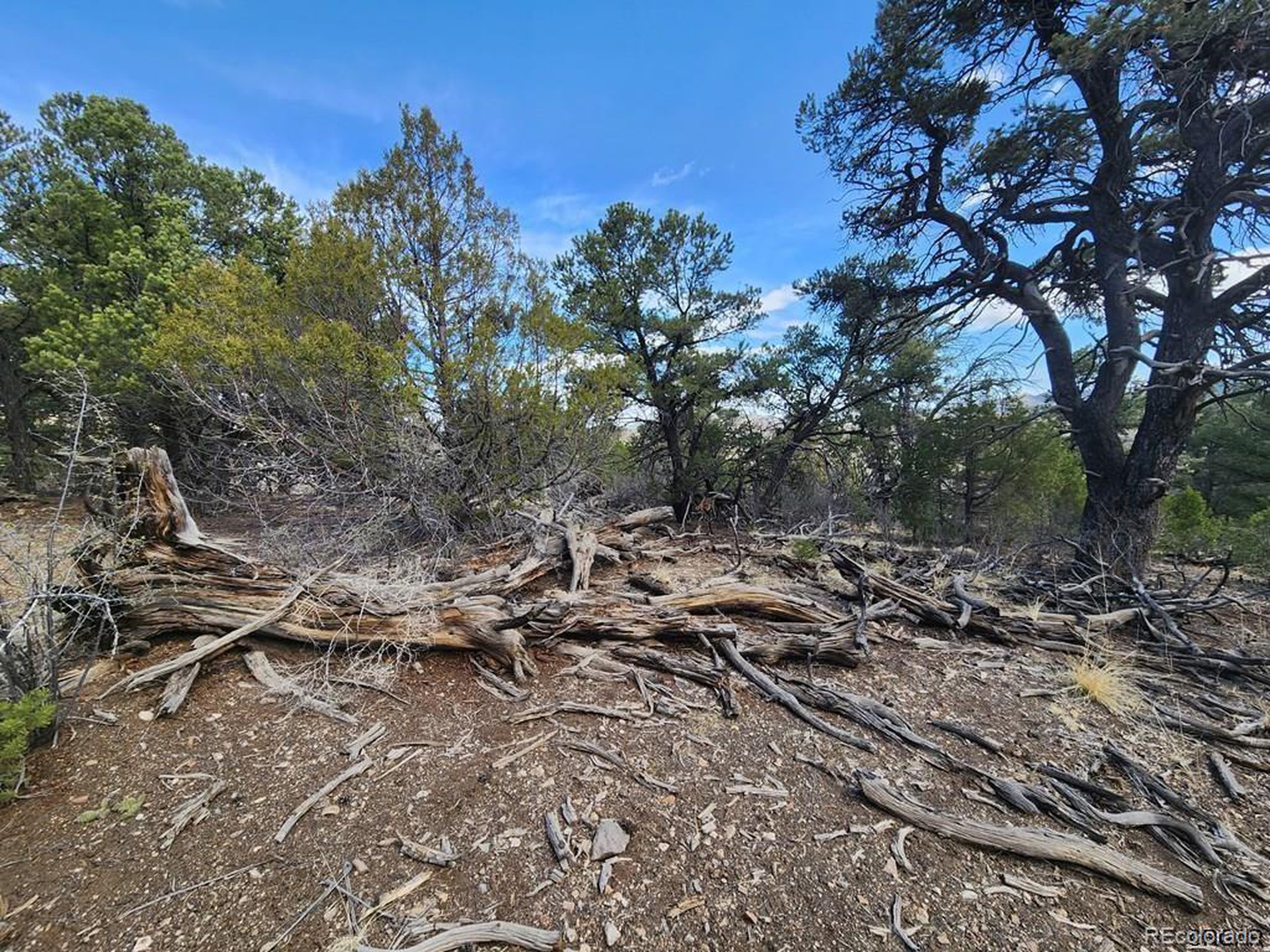 a view of a forest with lots of trees