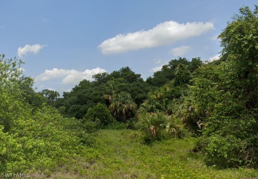 a view of a bunch of trees in a field