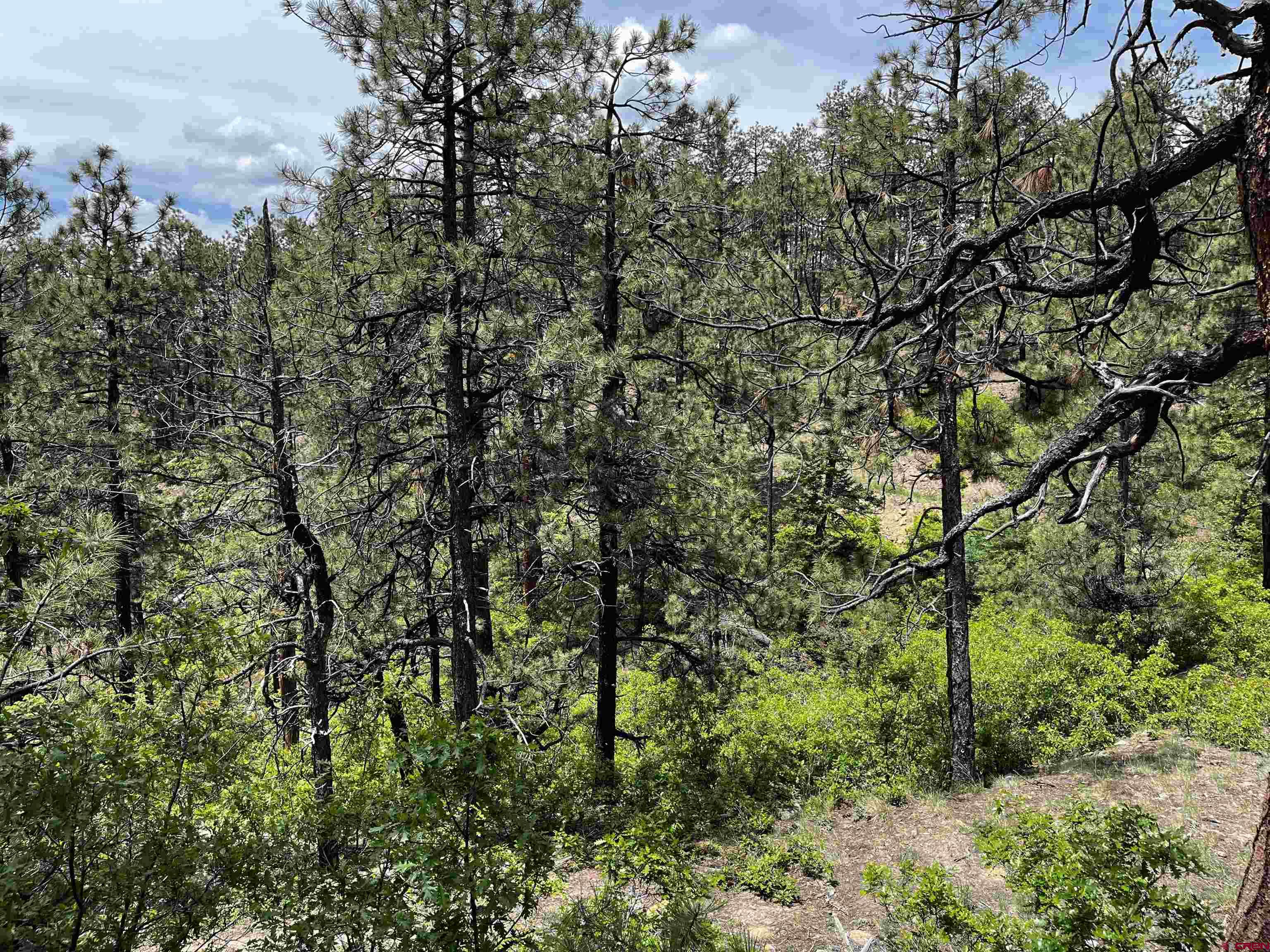 a view of a trees