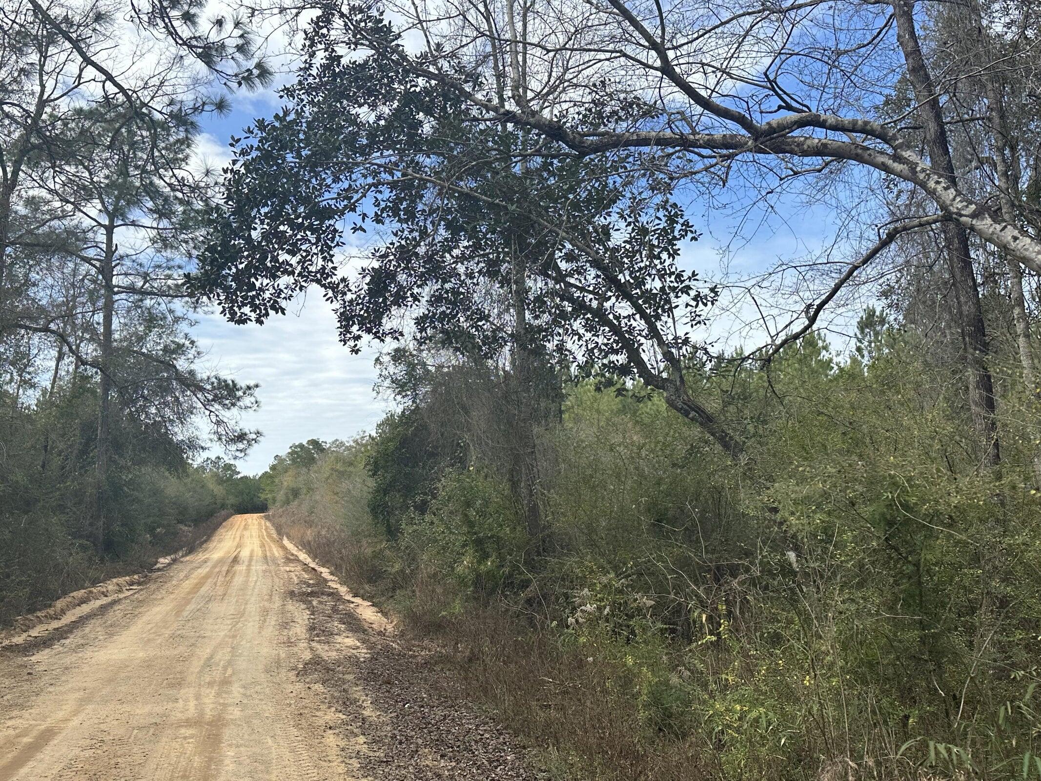 a view of a forest with trees in the background