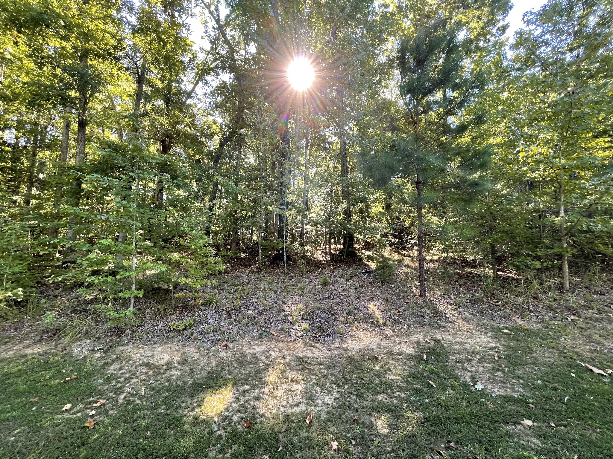 a view of a forest with trees in the background