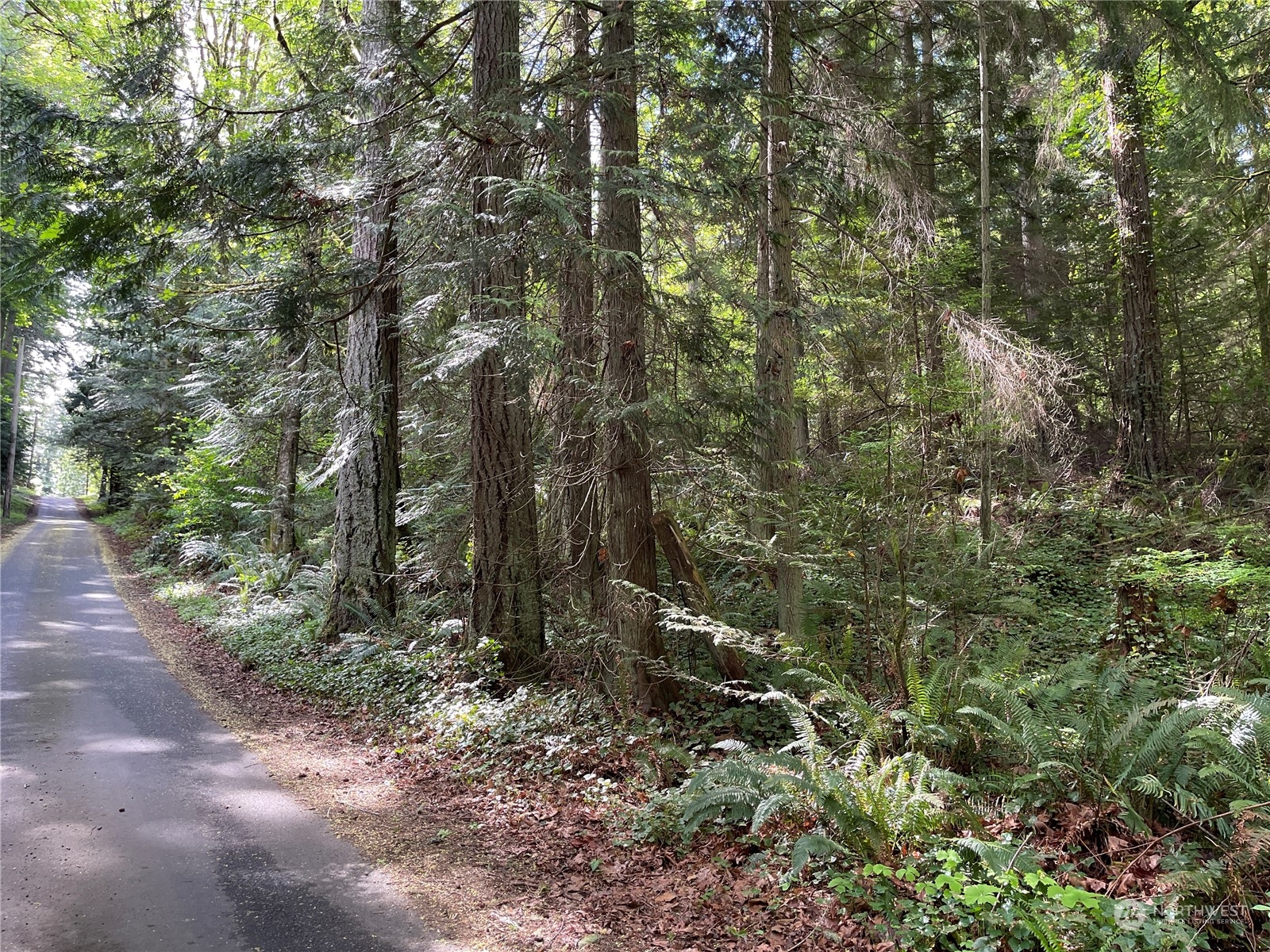 a view of a forest with trees in the background