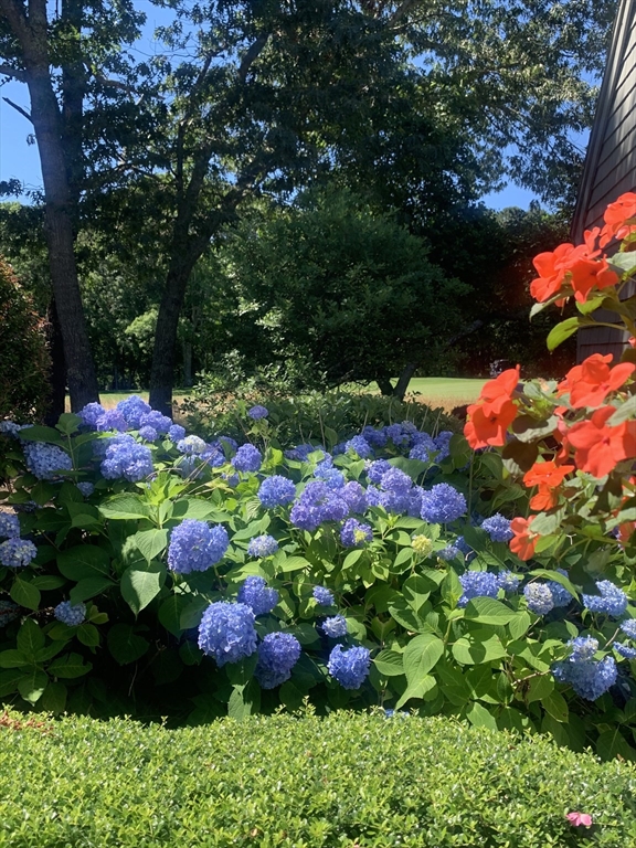 a bunch of flowers with lots of plants