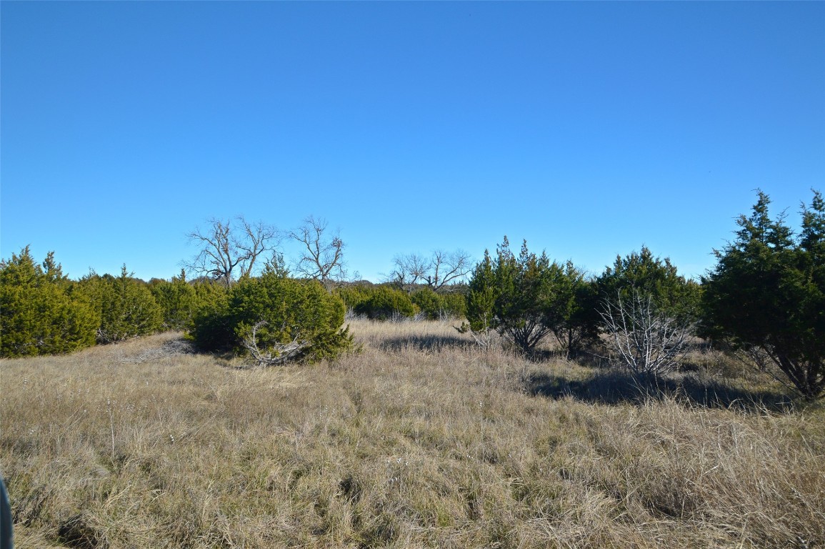 a view of a dry yard with plants and trees