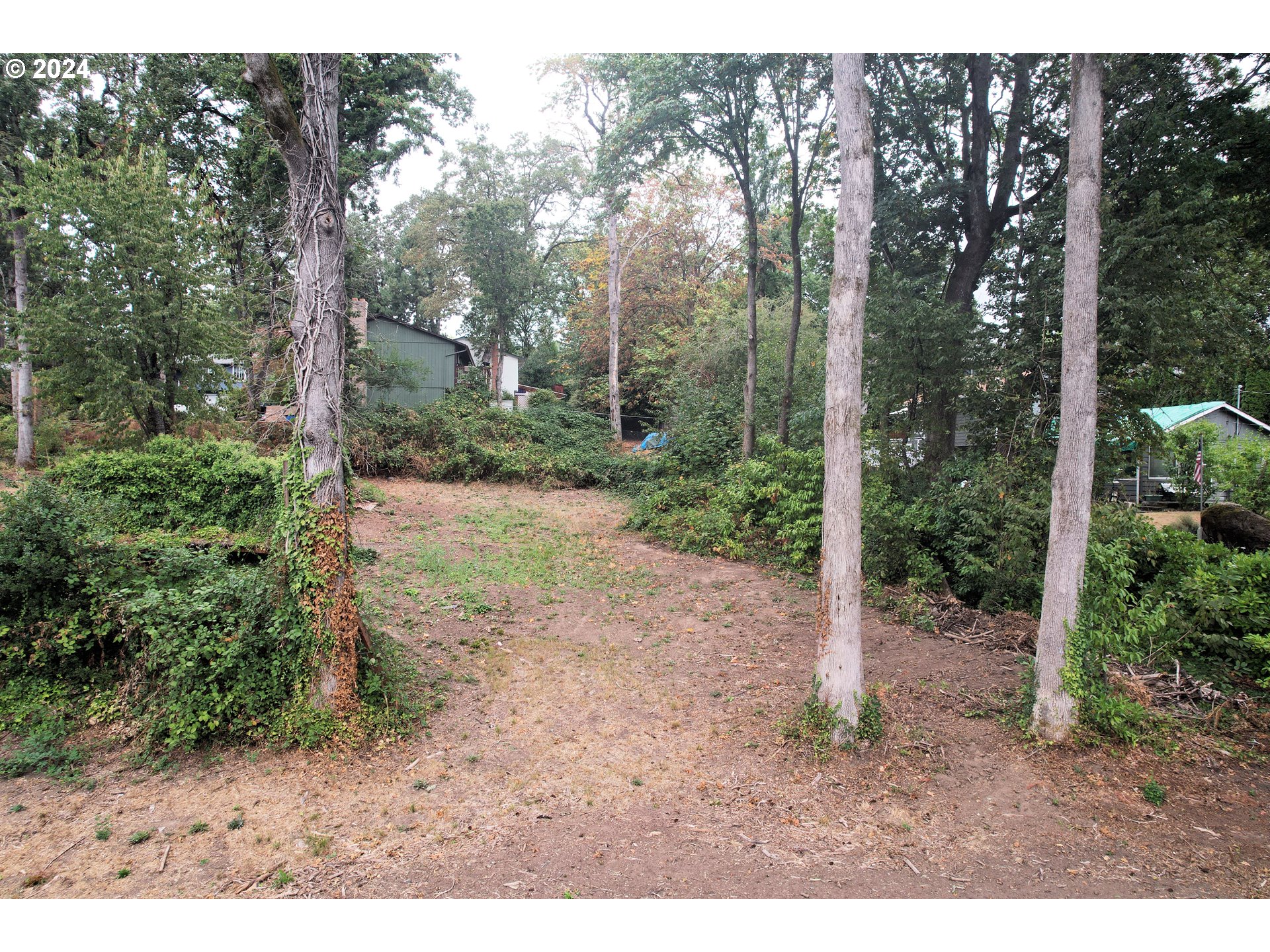 a view of a forest filled with trees