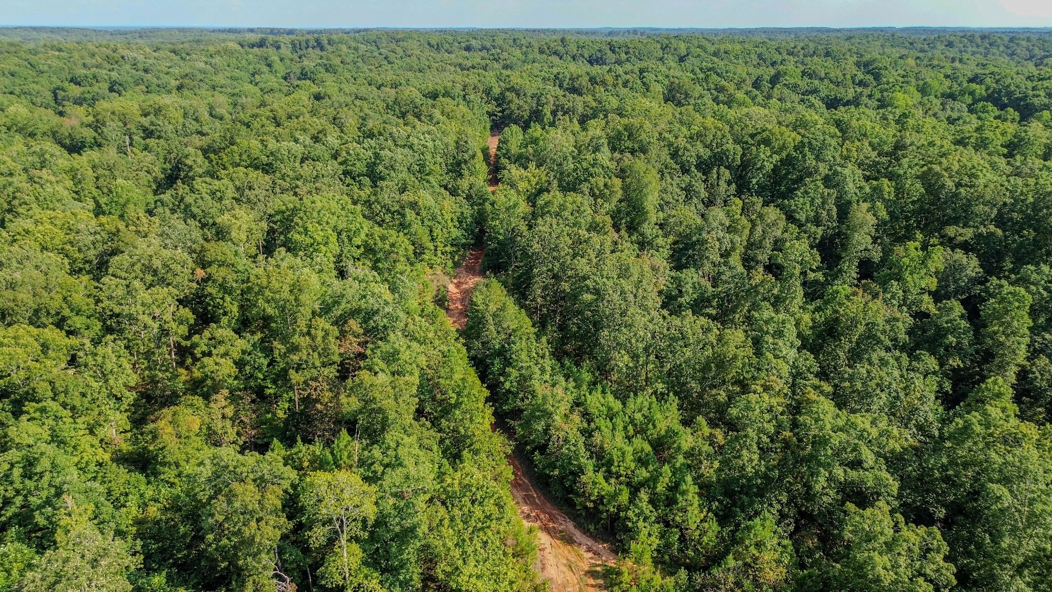 a view of a lush green forest with large trees