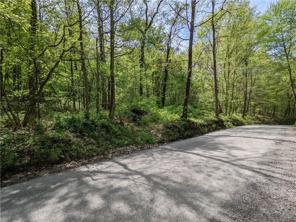 a view of a forest with trees