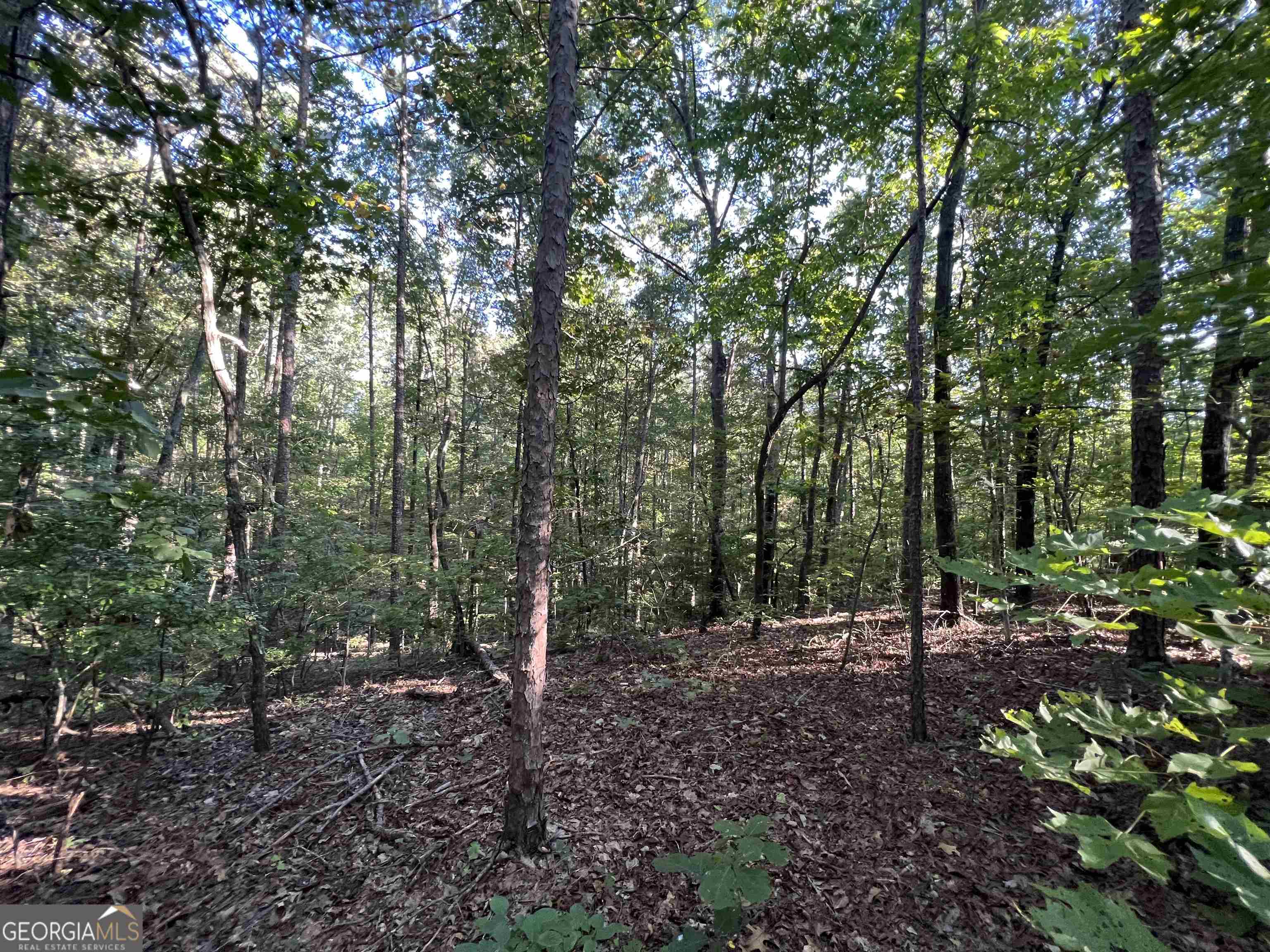 a view of outdoor space with lots of trees