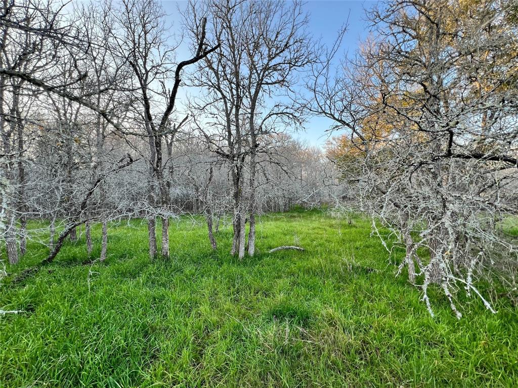 a green field with lots of bushes