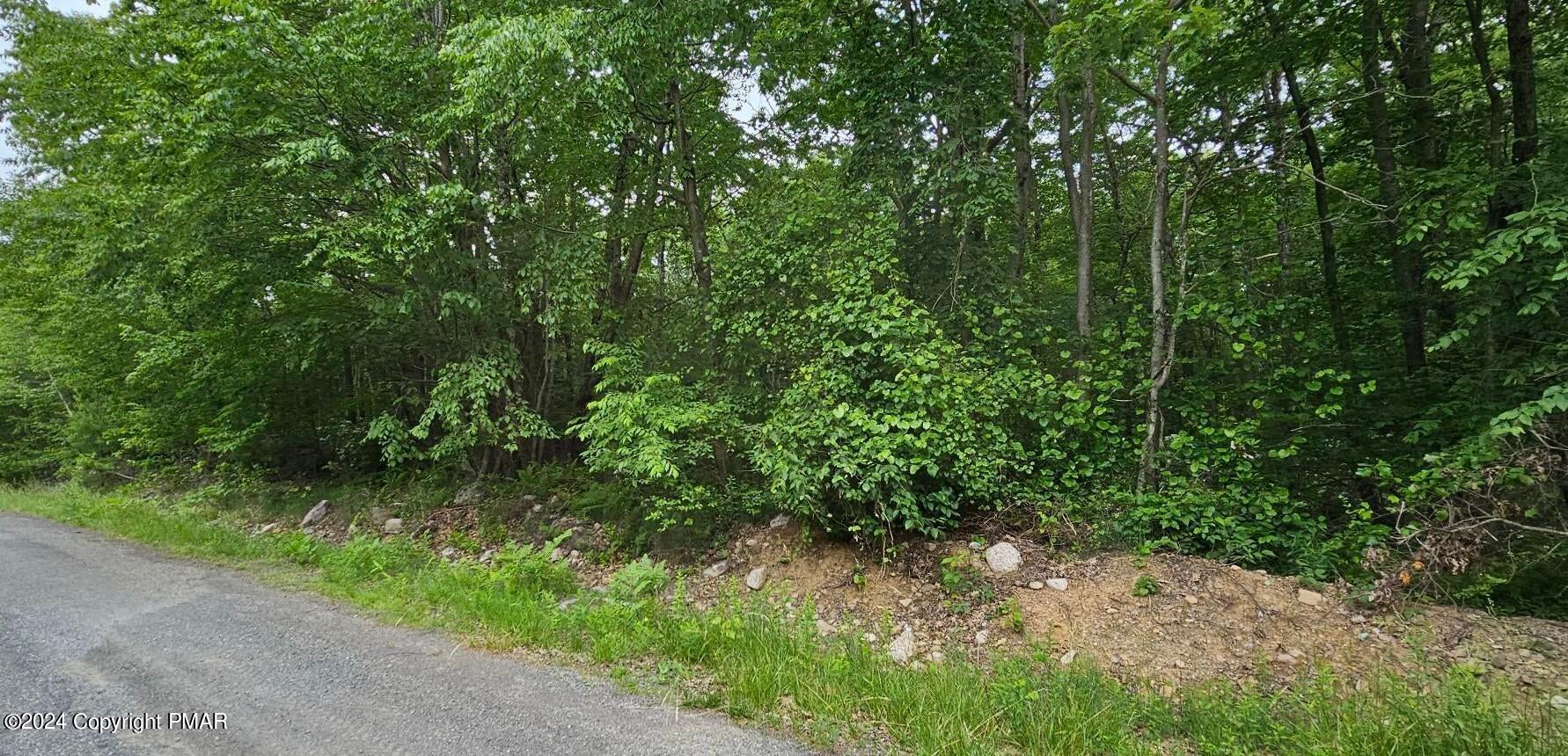 a view of a lush green forest