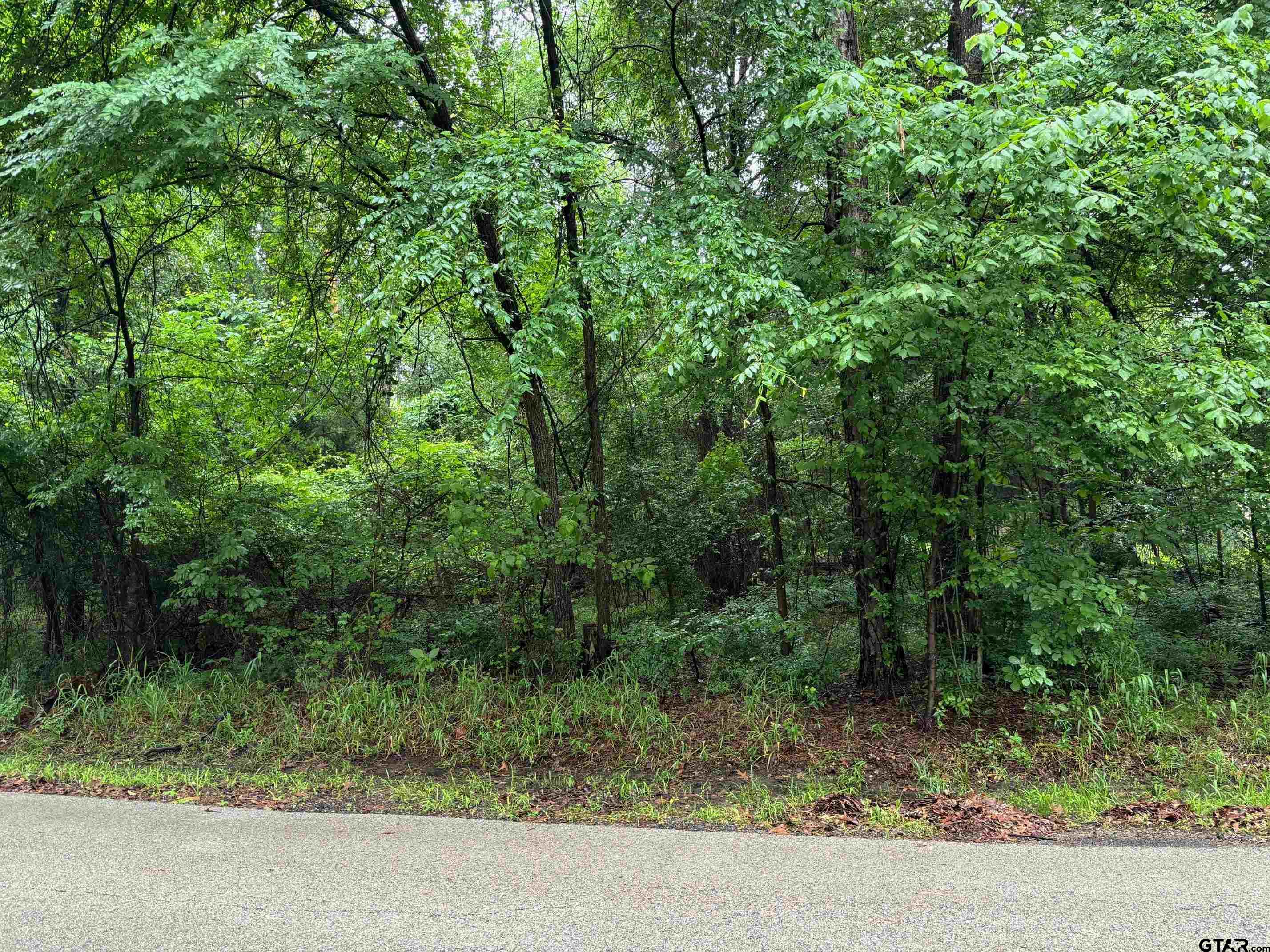 a view of a forest with trees in the background