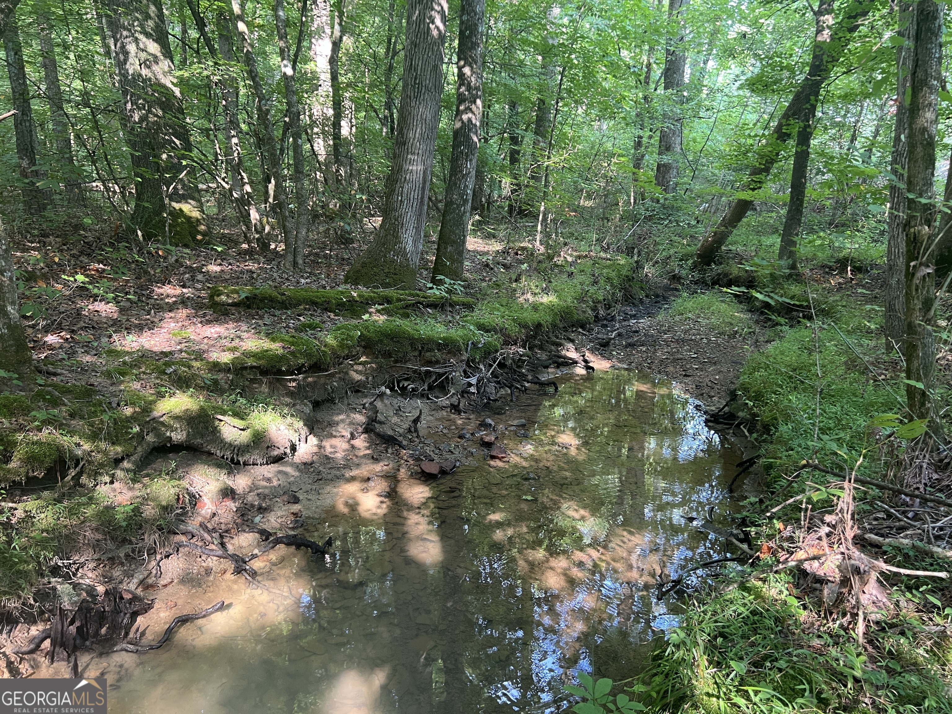 a view of a forest with trees