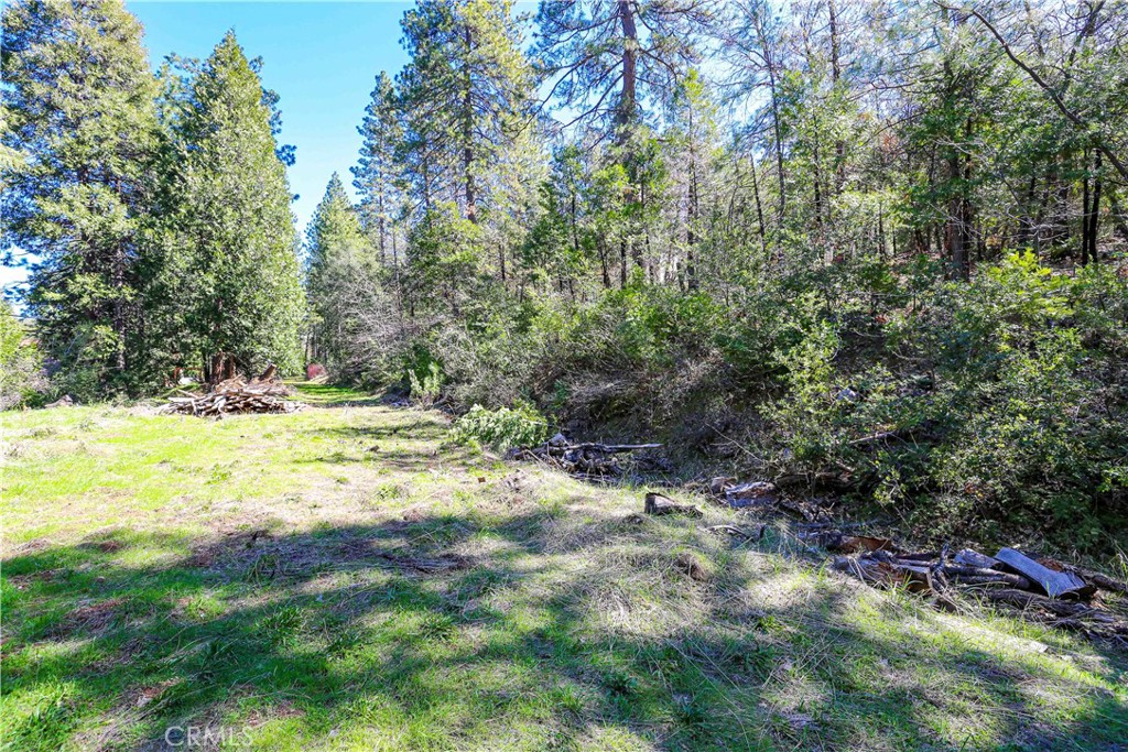 a view of yard with trees