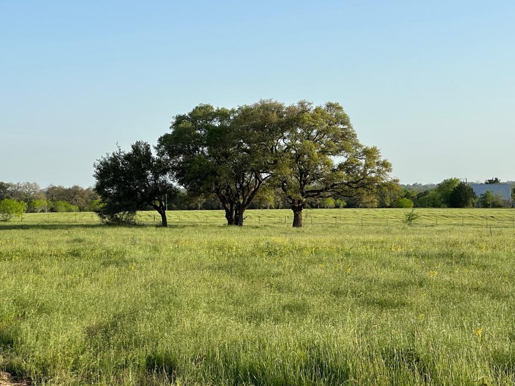 a view of garden with trees