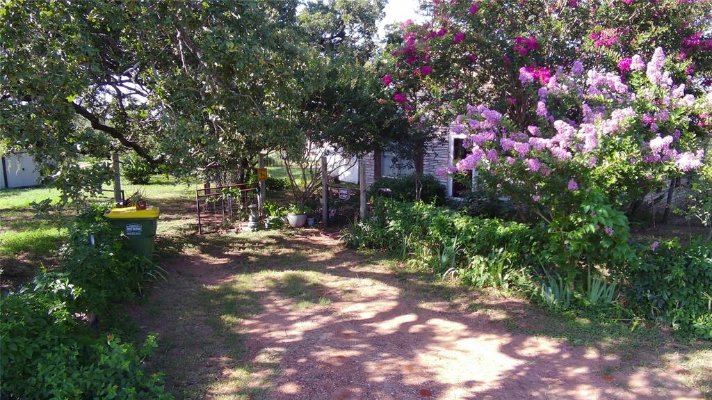 a view of a tree in a yard