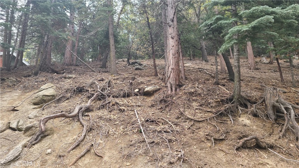 a view of a forest filled with trees