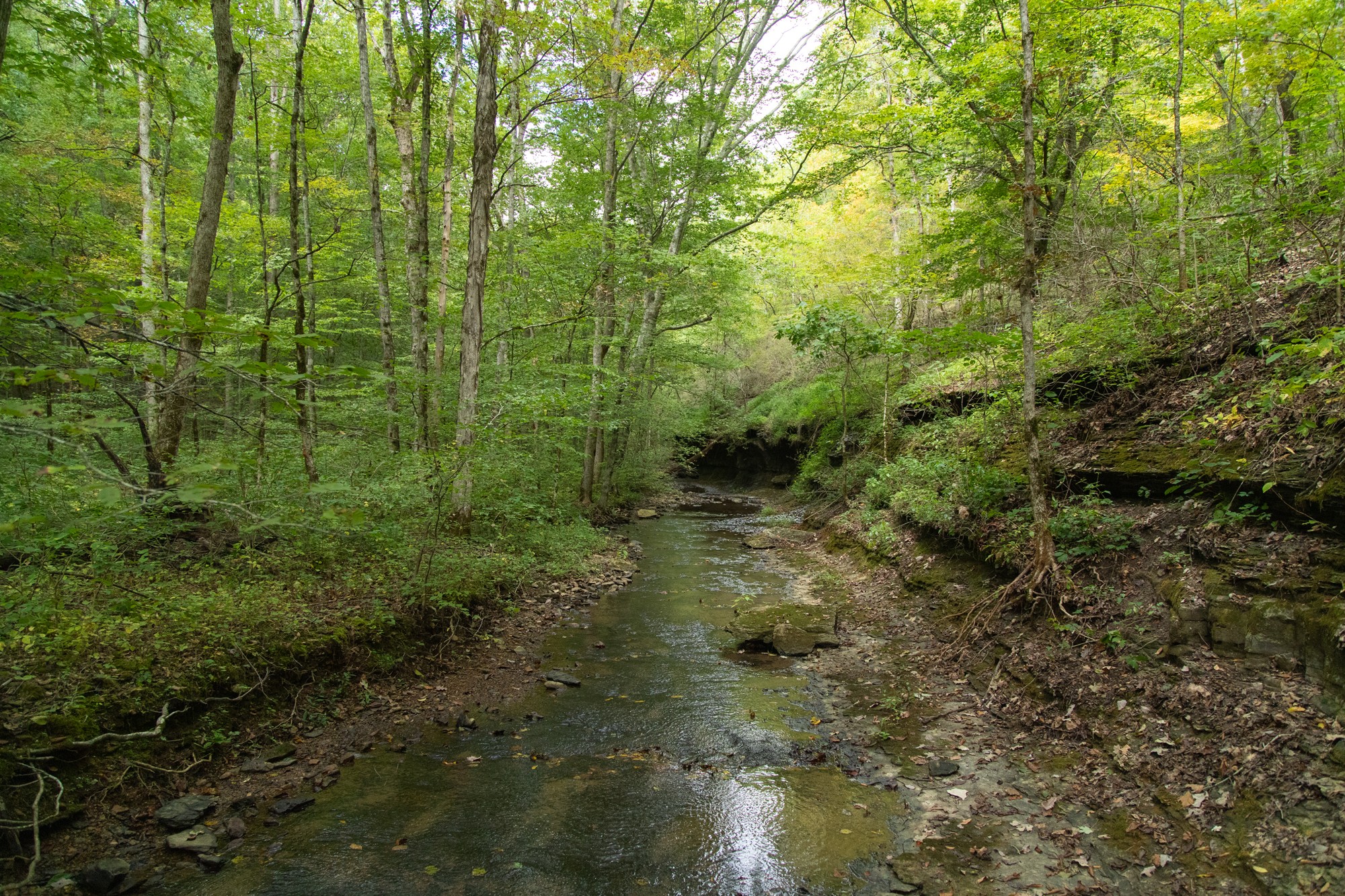 a view of a forest filled with trees