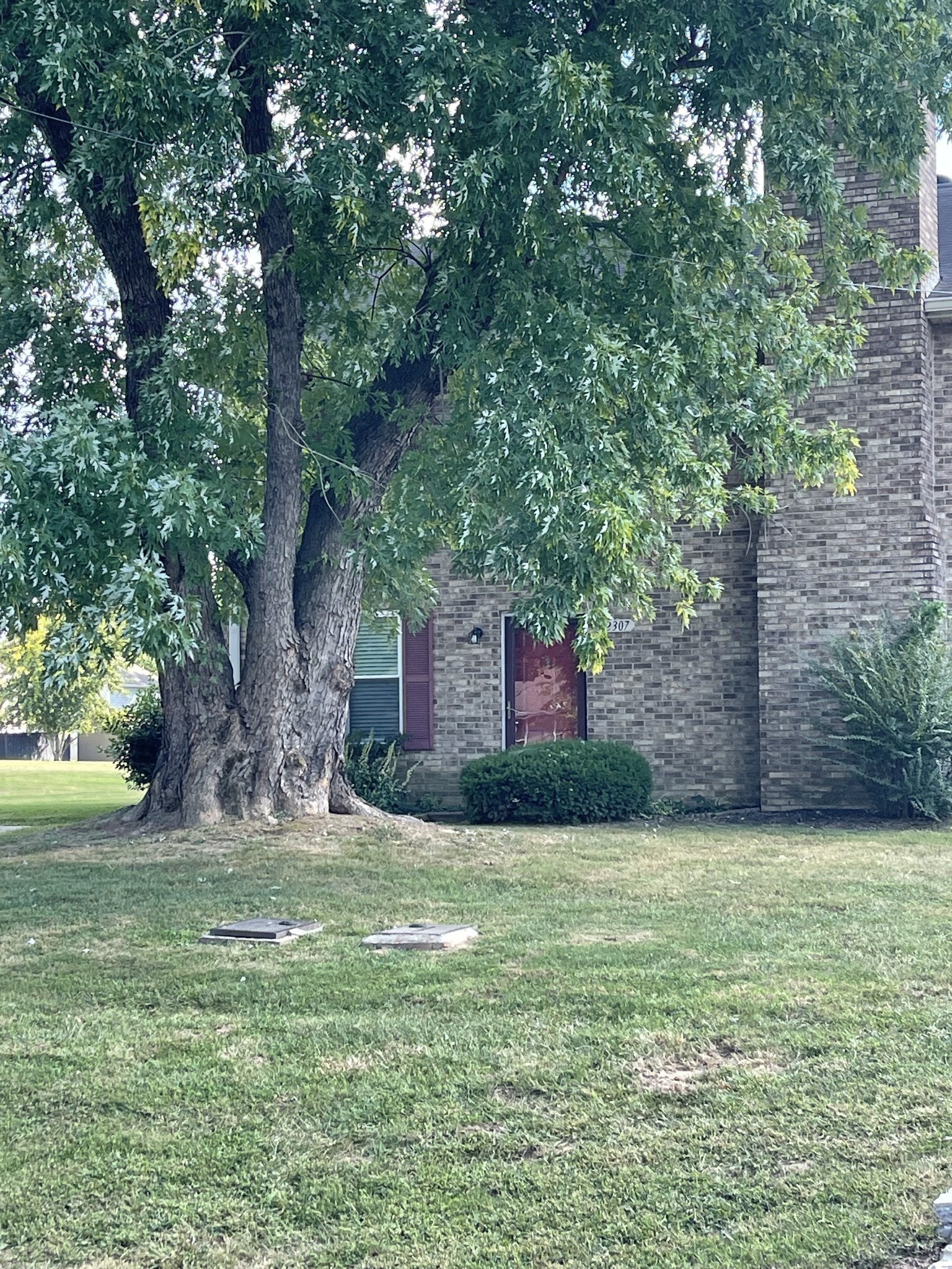 a view of a yard with a tree