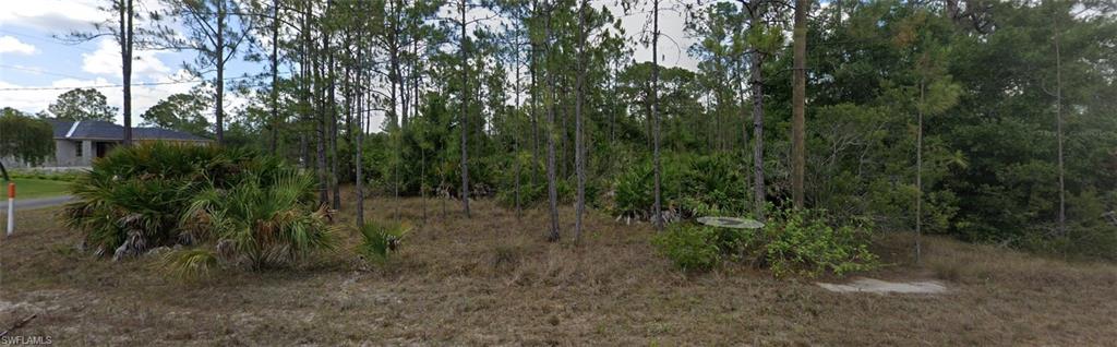 a view of a forest with a tree