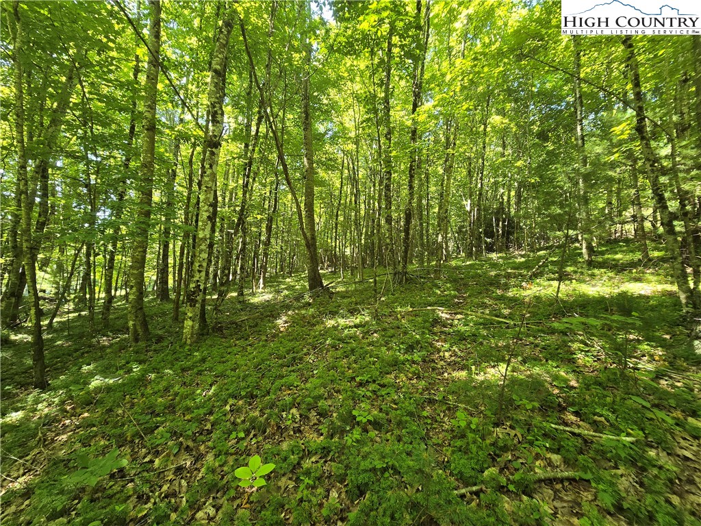 a view of lush green forest