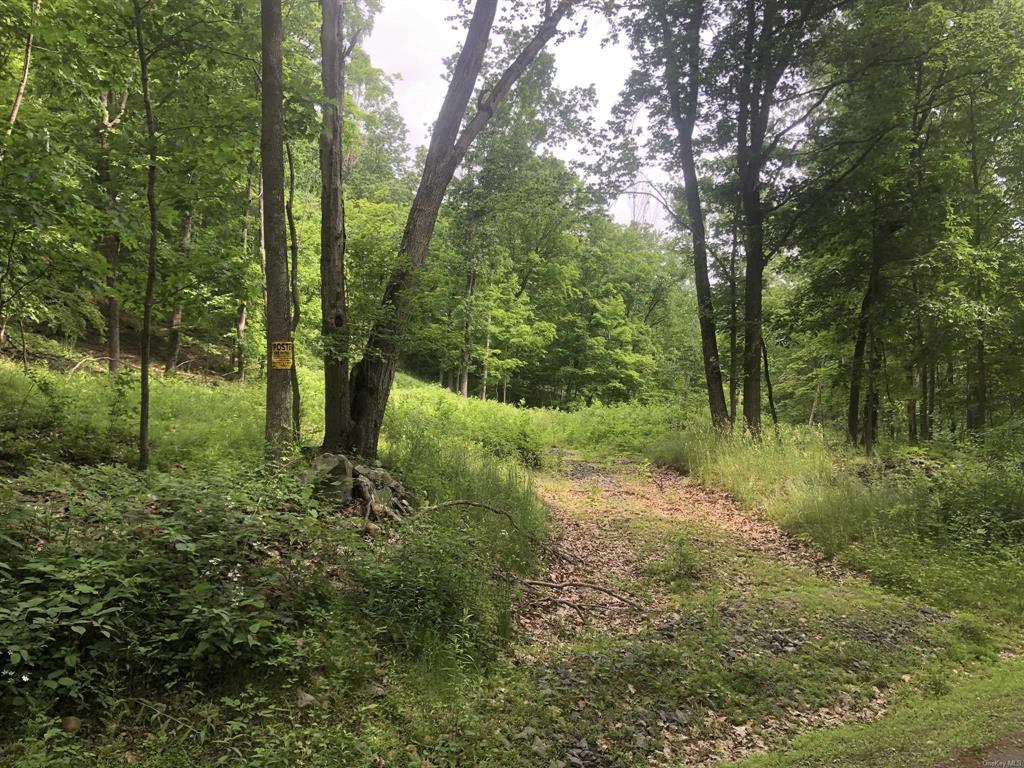 a view of a lush green forest