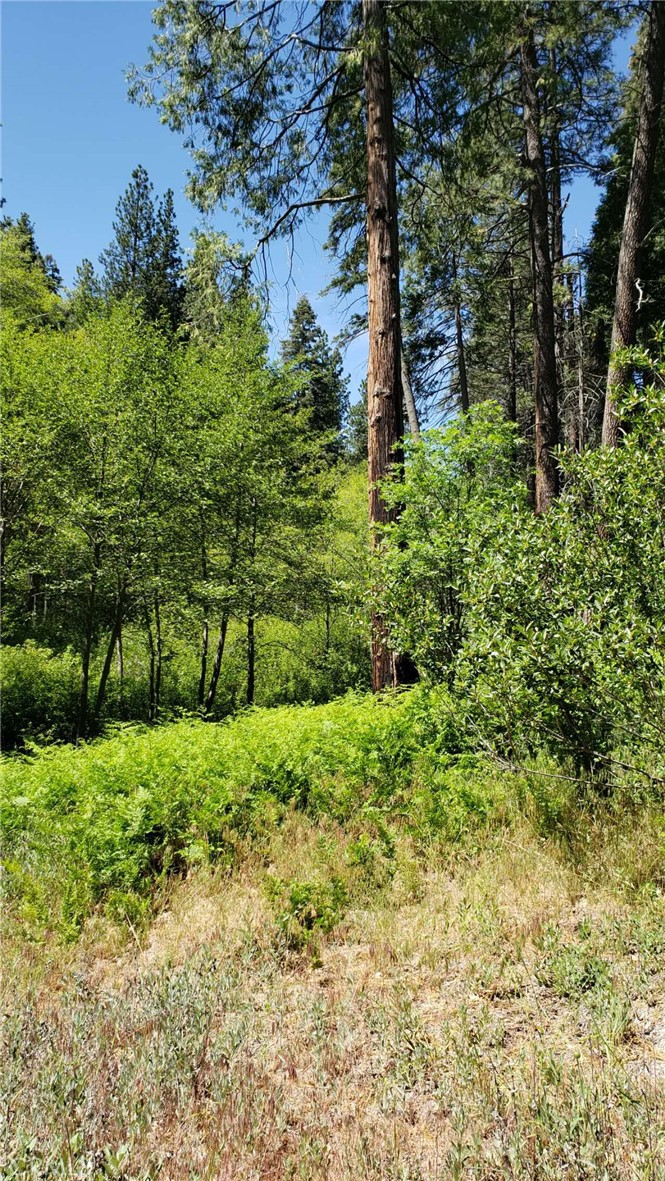 a view of a garden