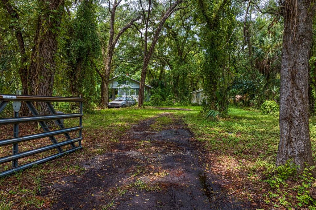 a view of a park with large trees