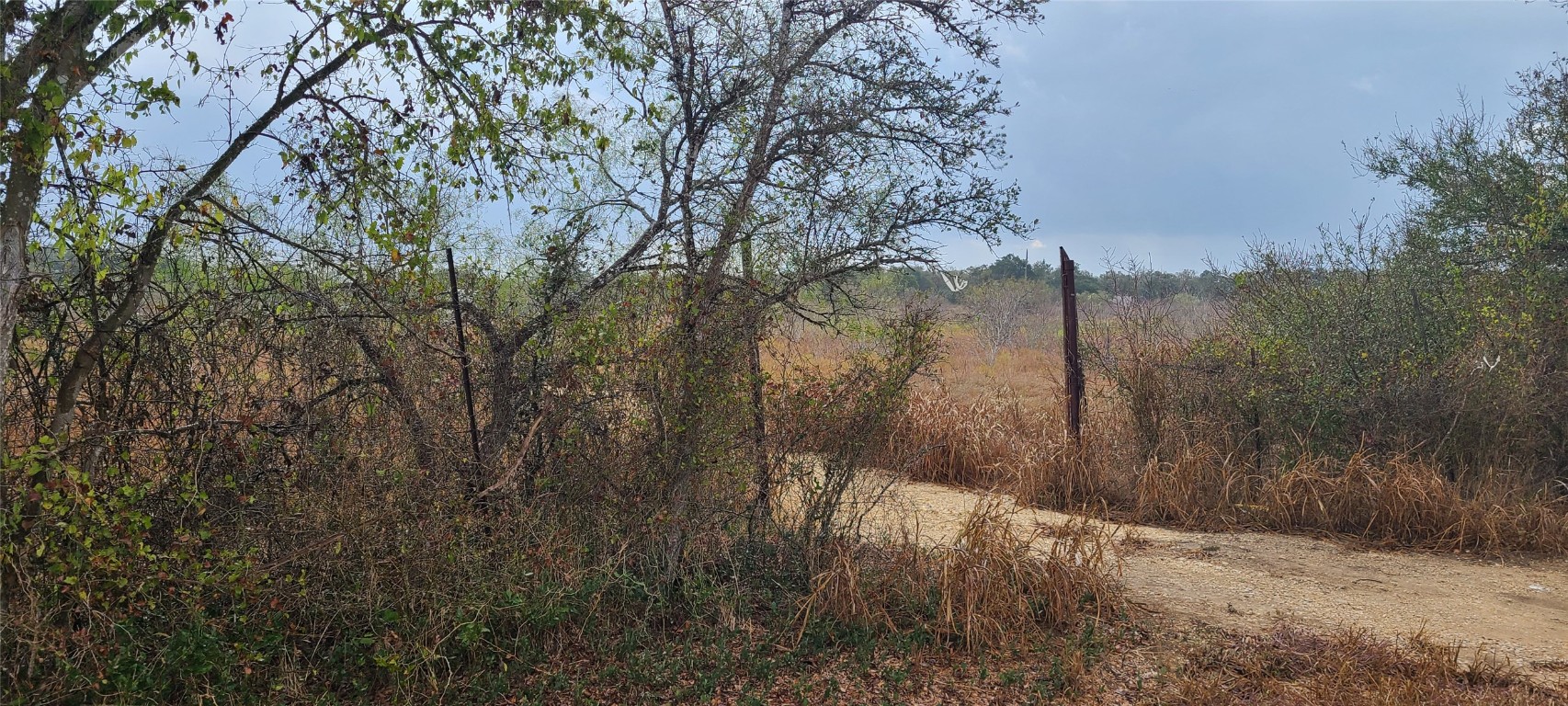 a view of a yard