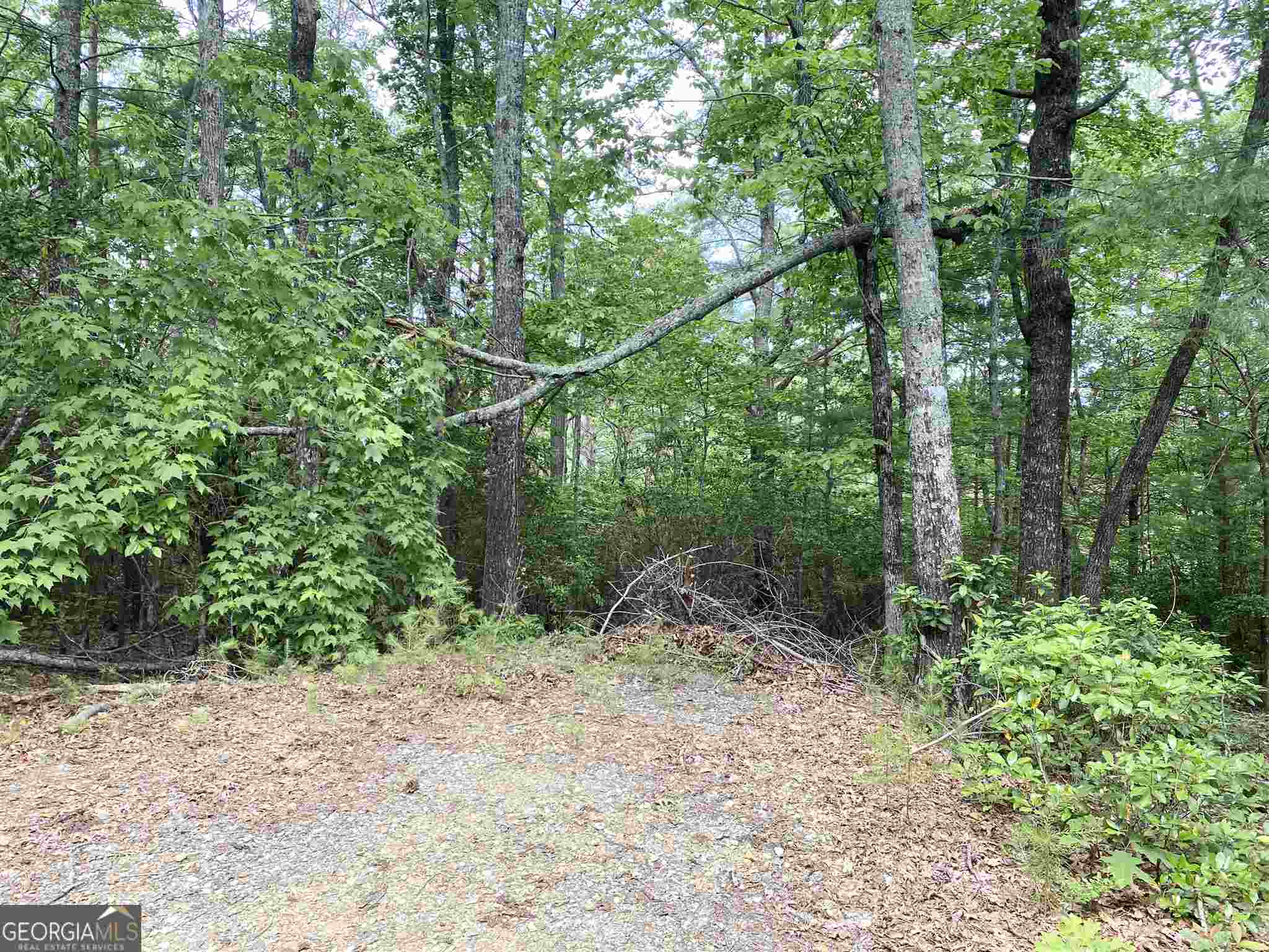 a view of a forest filled with trees