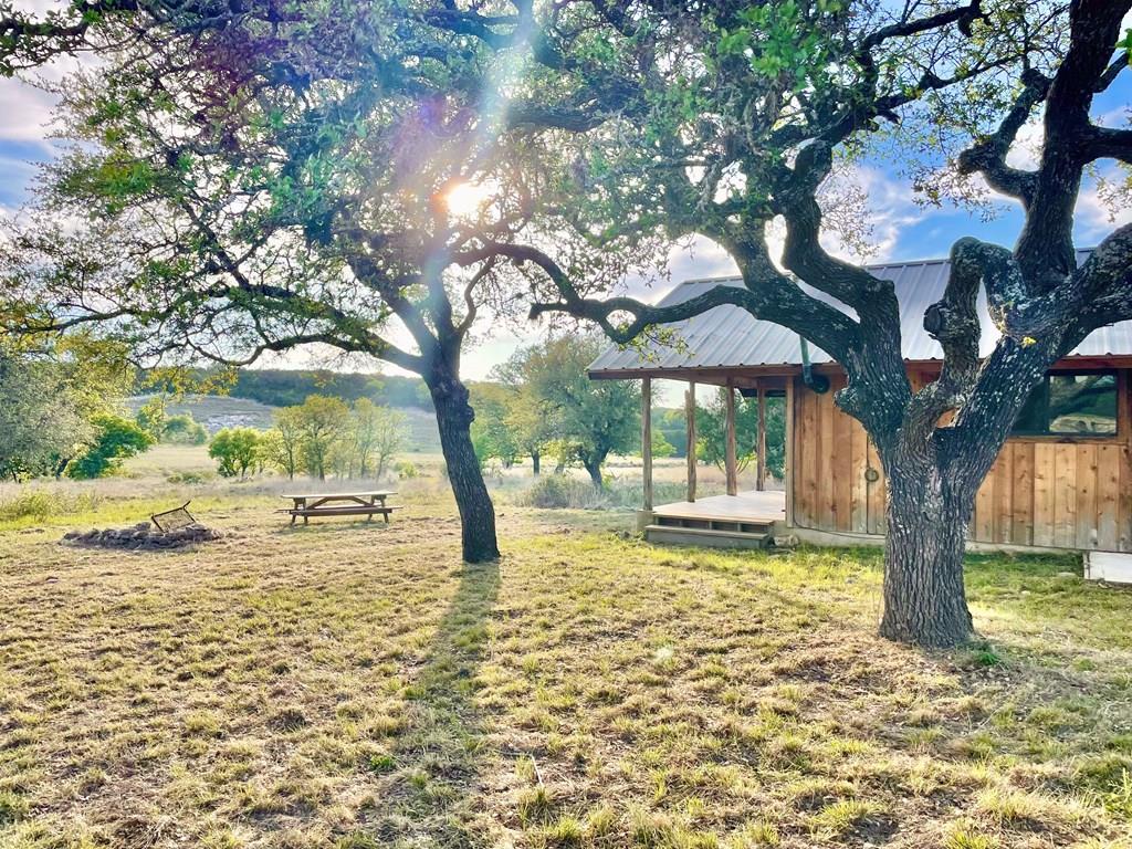 a large tree in the middle of a yard