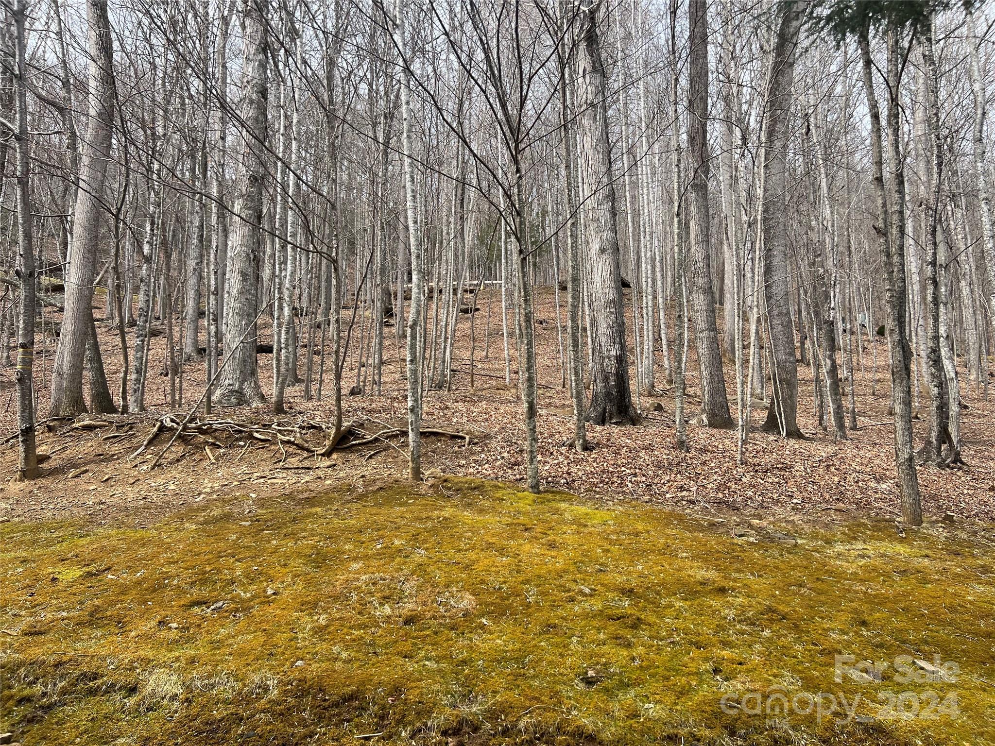 a view of a large yard with large trees