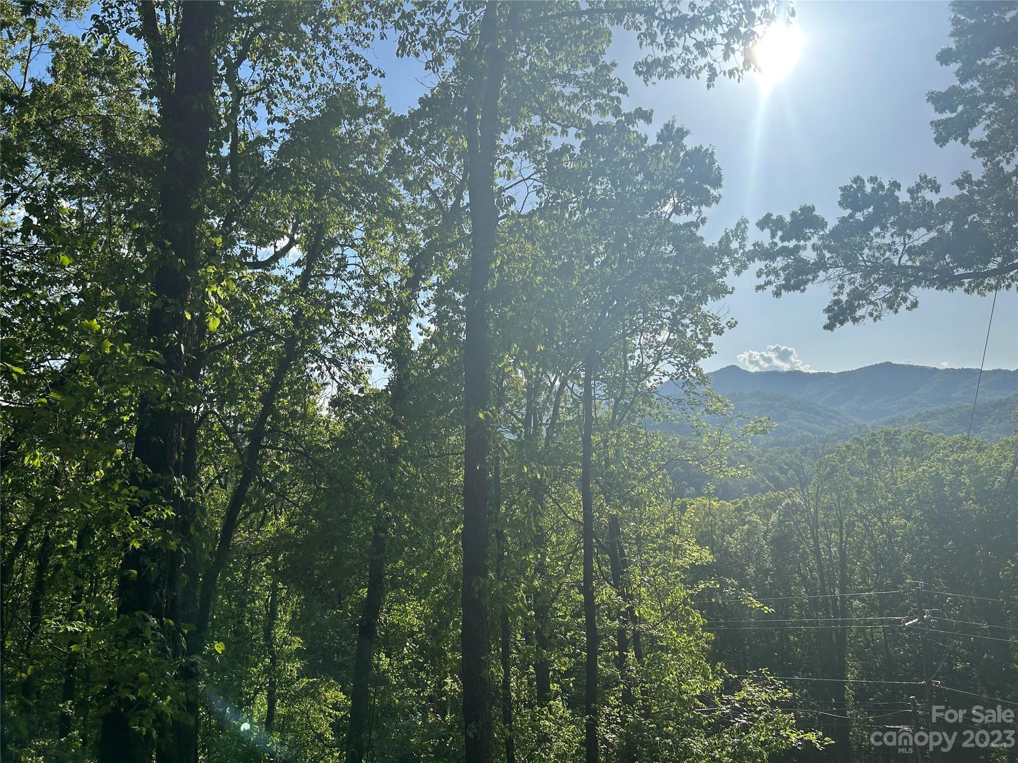 a view of a forest with a mountain view