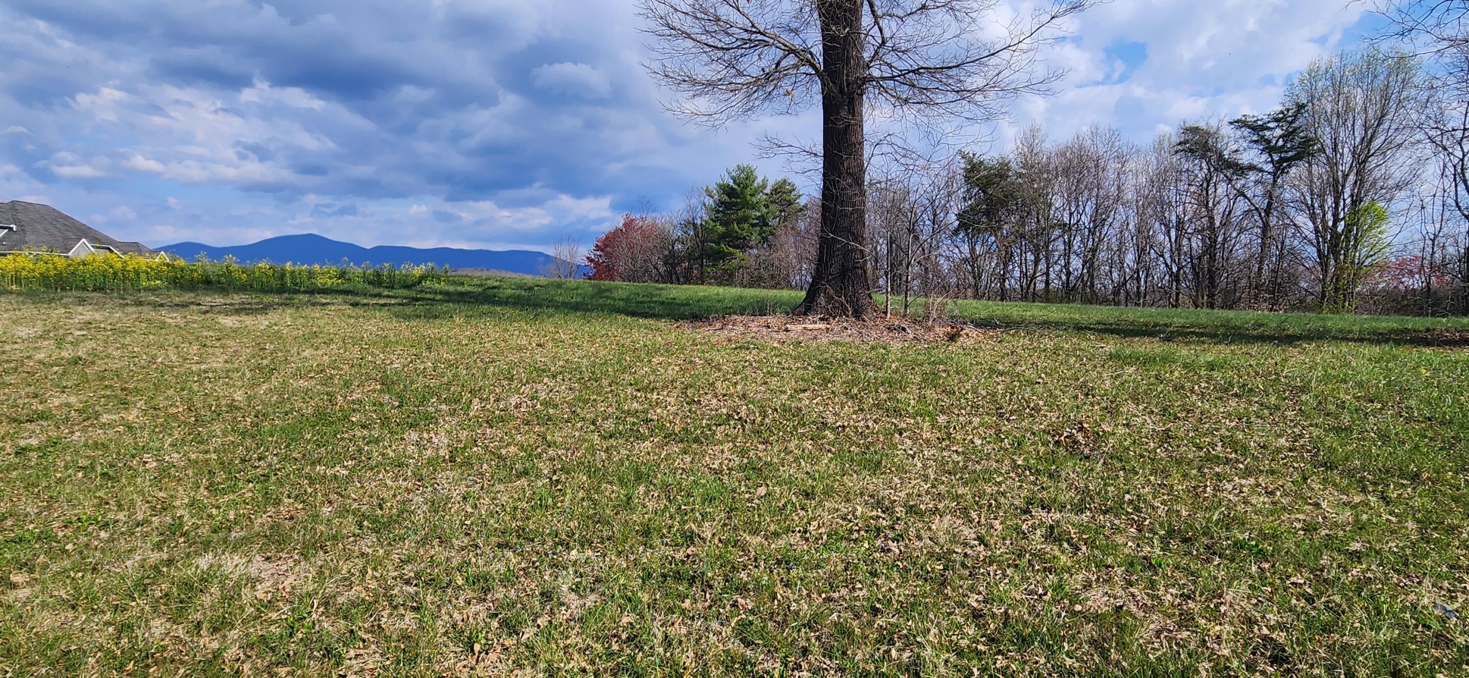 a view of a yard with a tree