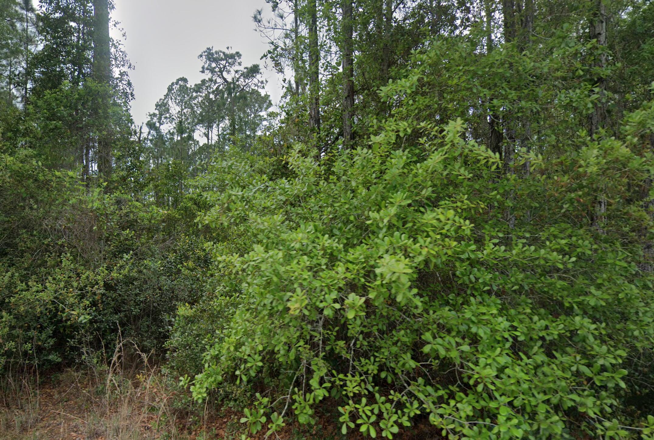 a view of a lush green forest