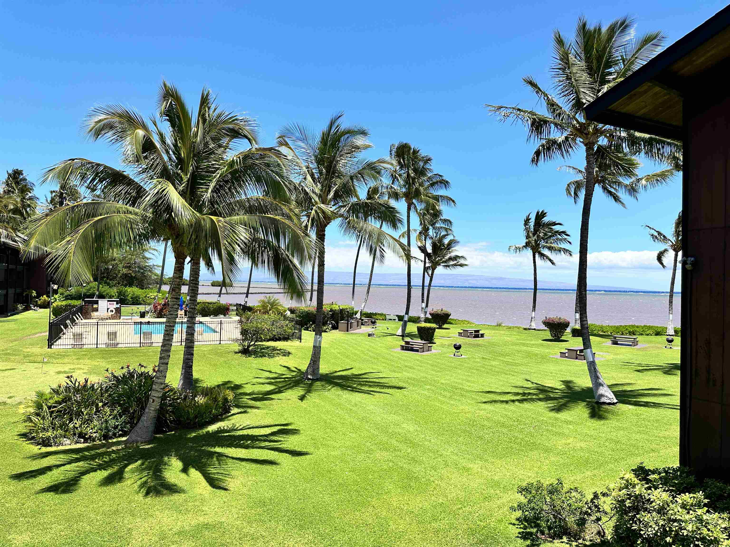 a view of a palm tree in the garden