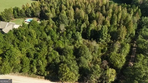 a view of a forest with a tree