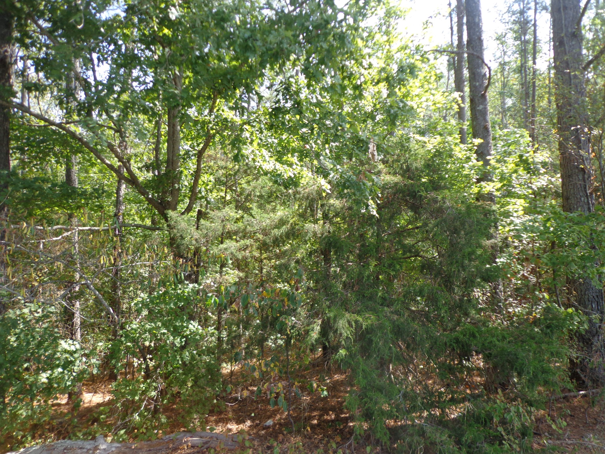 a view of a tree in a yard