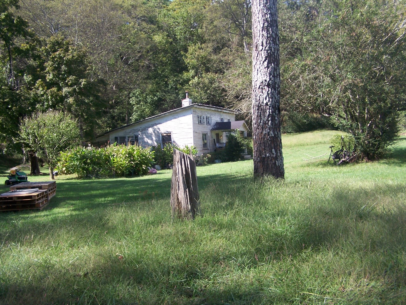 a view of a garden with a tree