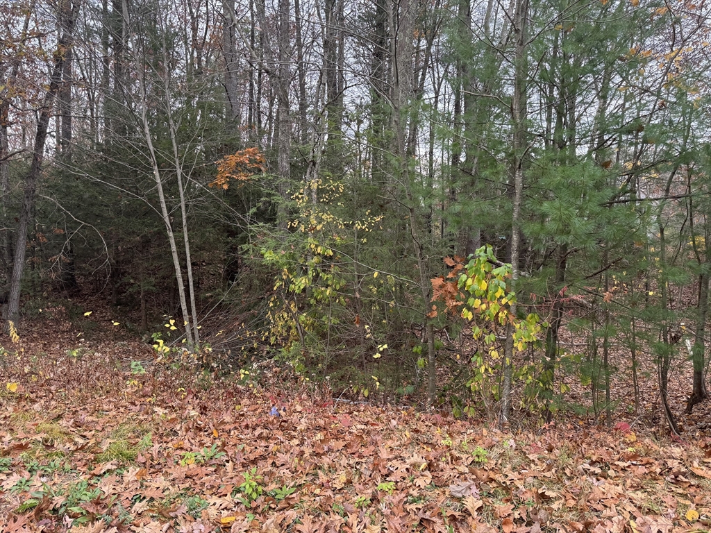 a view of a forest with large trees