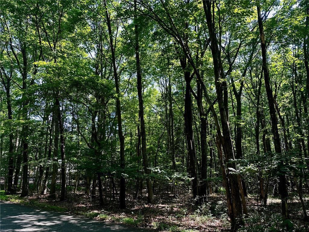 a view of forest