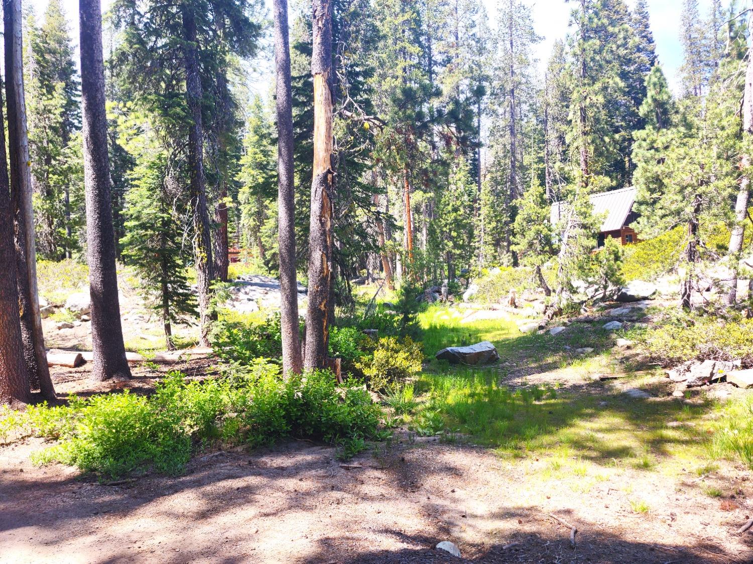 a view of a yard with plants and large trees