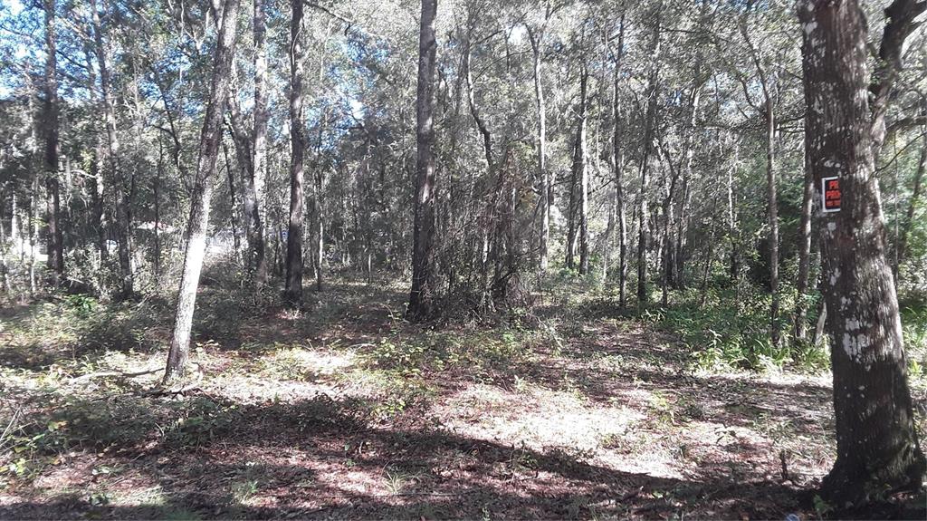 a view of a forest with trees