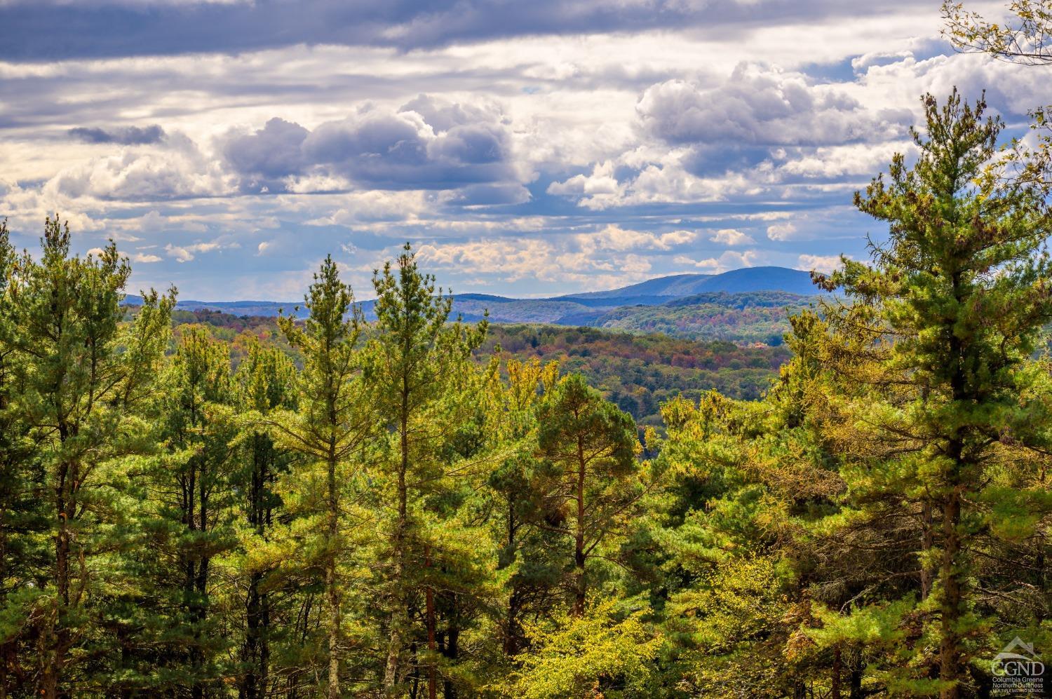 a view of a bunch of trees