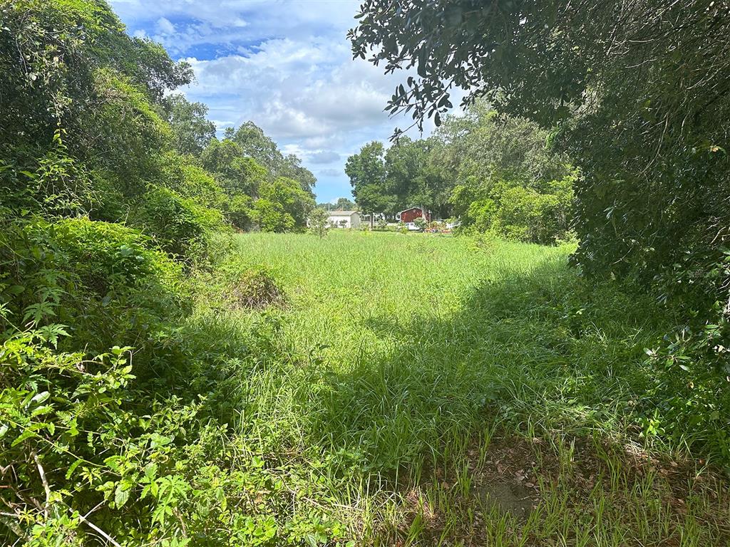 a view of a lush green space