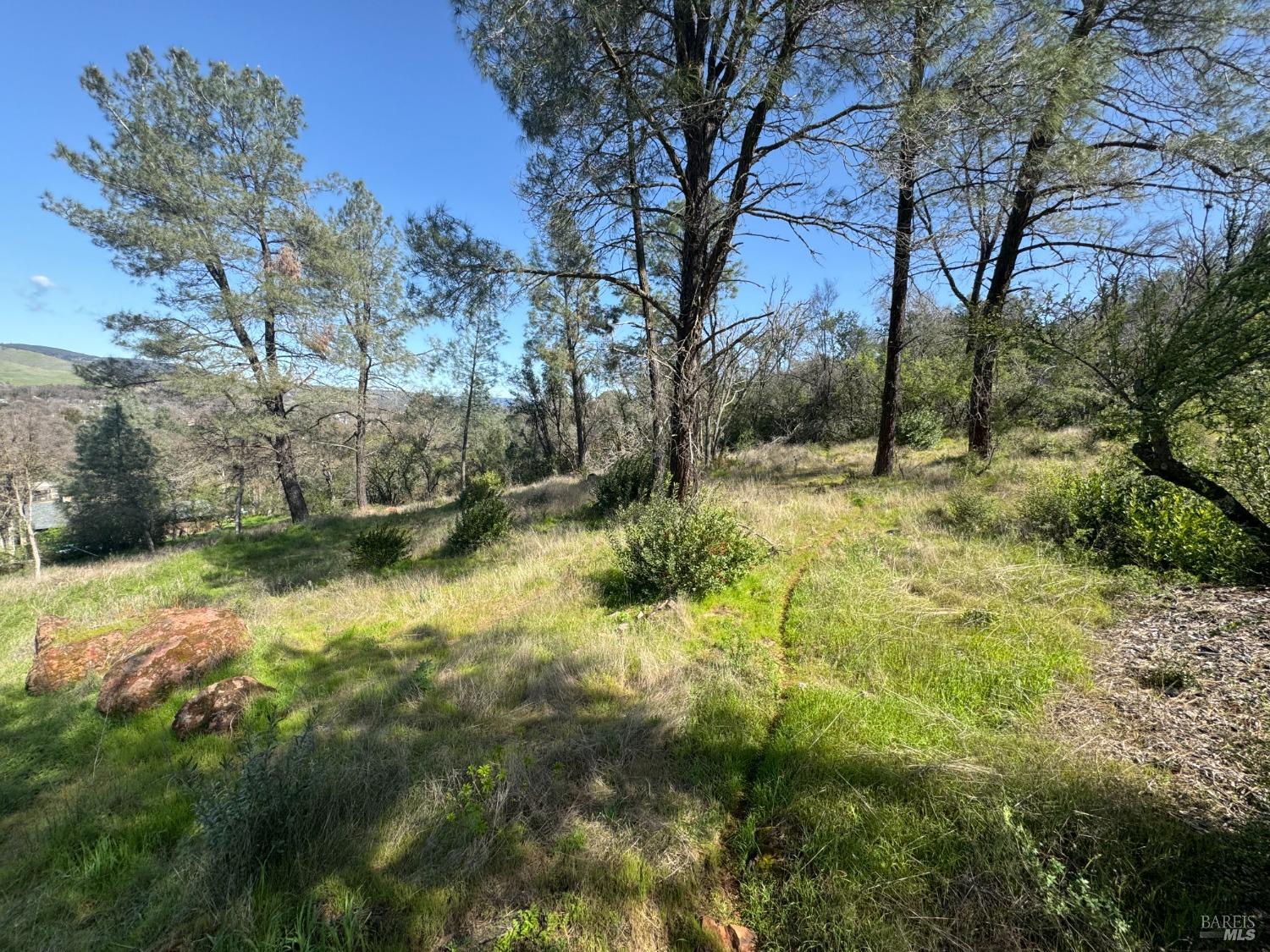 a view of a yard with large trees