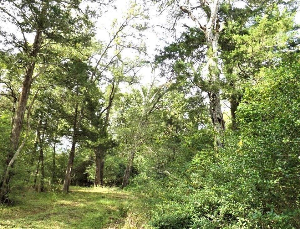 a view of a forest