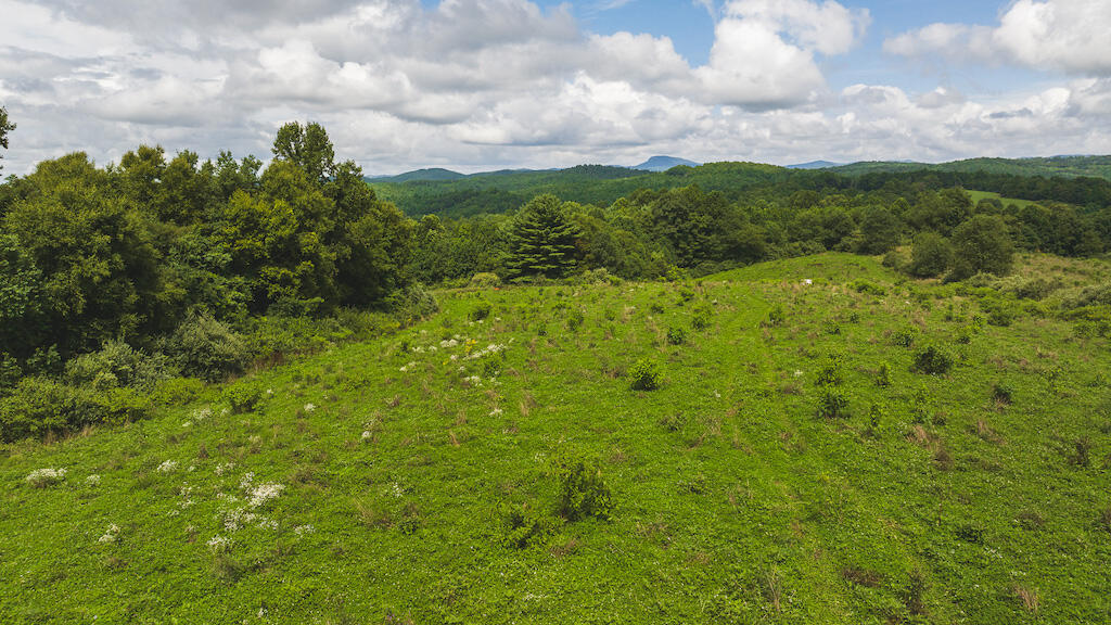 a view of a green field with lots of bushes